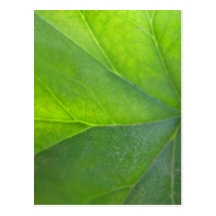 Carte postale de feuille