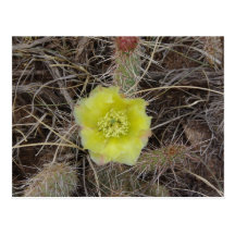 Carte postale de fleur de cactus