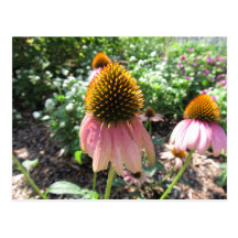 Carte postale de fleur de cône