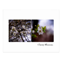 Carte postale de fleurs de cerisier