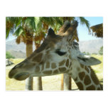 Carte postale de girafe