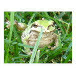 Carte postale de grenouille d'arbre