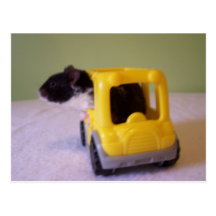Carte postale de hamster