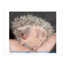 Carte postale de hérisson de bébé