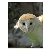 Carte postale de hibou de grange