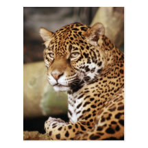 Carte postale de Jaguar