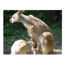 Carte postale de Joey de kangourou
