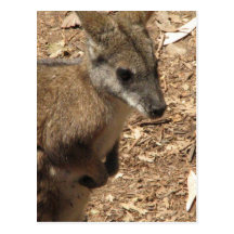 Carte postale de kangourou de bébé