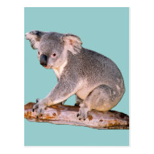 Carte postale de koala