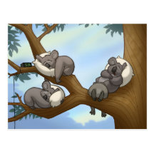 Carte postale de koala de sommeil