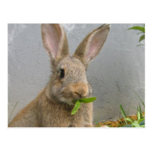 Carte postale de lapin de lapin