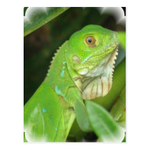 Carte postale de lézard vert