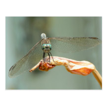 Carte postale de libellule