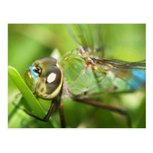 Carte postale de libellule
