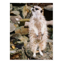 Carte postale de Meerkat