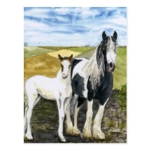 Carte postale de mère et de poulain
