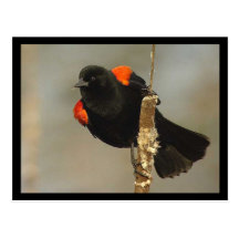 Carte postale de merle à ailes rouges
