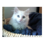Carte postale de minou d'amoureux d'Albi