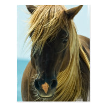 Carte postale de mustang