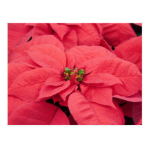 Carte postale de Noël