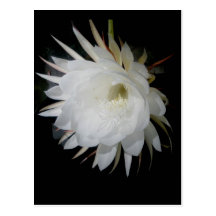 Carte postale de Nuit-Floraison de Cerius