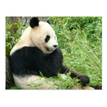 Carte postale de panda