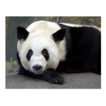 Carte postale de panda géant