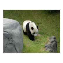 Carte postale de panda géant