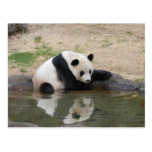 Carte postale de panda géant