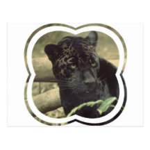 Carte postale de panthère noire