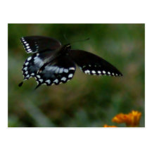 Carte postale de papillon