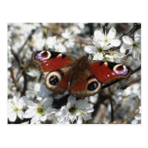 Carte postale de papillon de paon