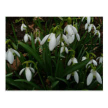 Carte postale de perce-neiges