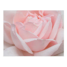 Carte postale de pétales de rose