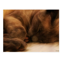 Carte postale de petit somme de chat