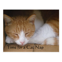 Carte postale de petit somme de chat