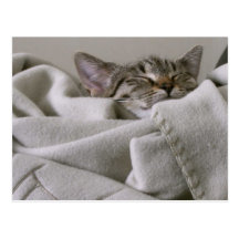 Carte postale de petit somme du chat de Kitty