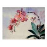 Carte postale de Phalaenopsis cartes postales