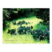 Carte postale de photo de cactus
