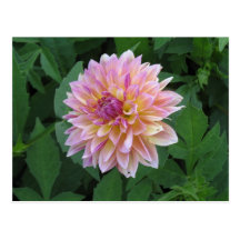 Carte postale de photo de dahlia