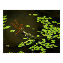 Carte postale de photo de libellule d'Amberwing