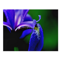 Carte postale de photographie de fleur d'iris de d