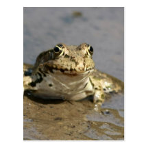 Carte postale de photographie de grenouille
