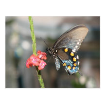 Carte postale de Pipevine