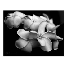 Carte postale de Plumeria.