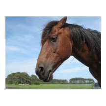 Carte postale de poneys de Chincoteague