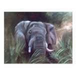 Carte postale de portrait d'éléphant