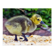 Carte postale de poussin d'oie