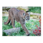 Carte postale de puma