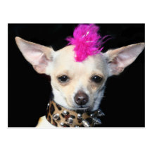 Carte postale de punk de chiwawa